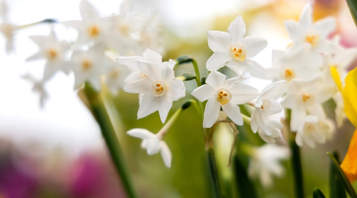 A cluster of crisp white paperwhite blooms with orange centers flower atop sturdy green stems.