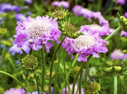 A cluster of pale lavender pincushion flowers grow in a lush garden.