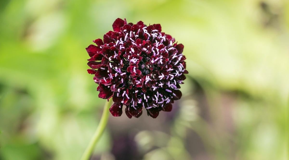 Pincushion Flower