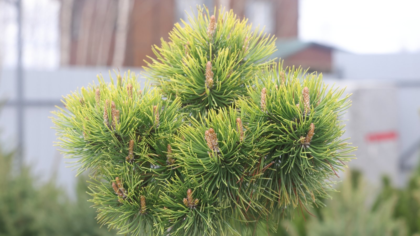 A pine tree with vibrant green needle-like leaves cascading from its branches, adorned with clusters of robust, brown pine cones.