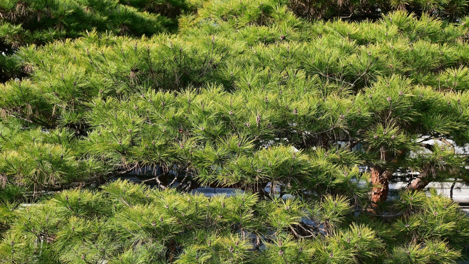 Branches of a pine tree adorned with lush green foliage, a verdant sanctuary for birds and critters, nature's tranquil embrace amidst the wilderness.