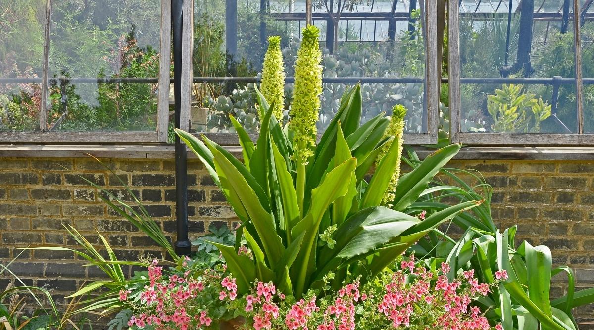 Pineapple Lily
