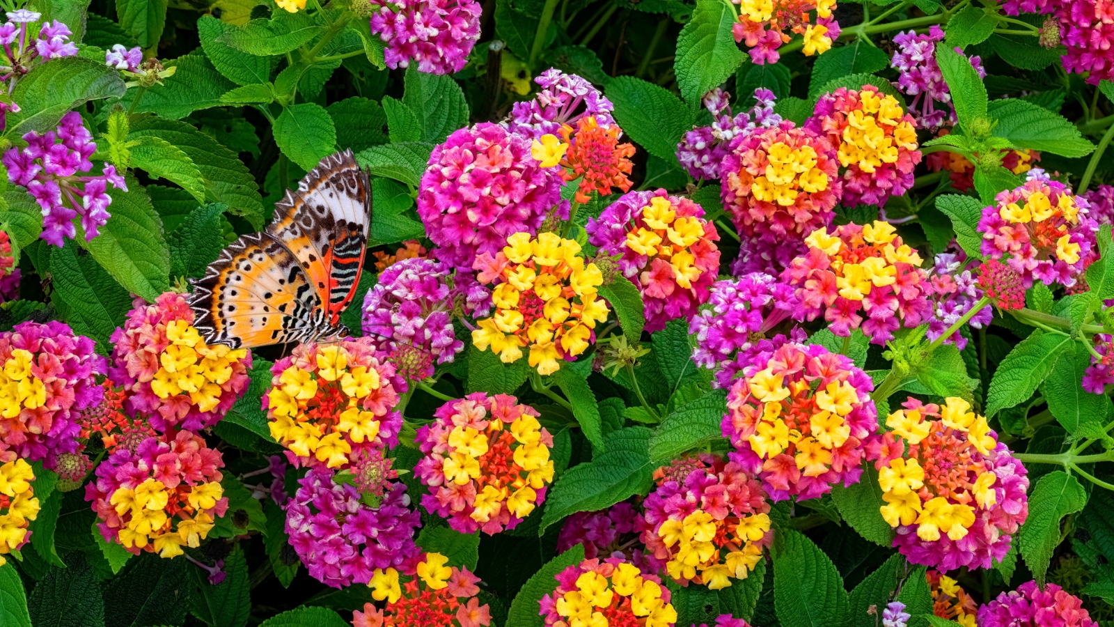 Clusters of vibrant lantana blooms in shades of purple and yellow, accompanied by a delicate butterfly, contrasting beautifully with the verdant backdrop of lush, green leaves.