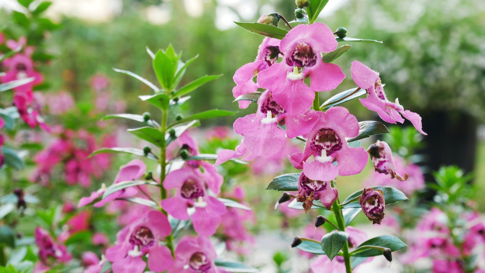 Purple angelonia flowers stand tall amidst lush green stems, contrasting with a backdrop of blurred blooms and verdant foliage, creating a vibrant scene of botanical elegance.