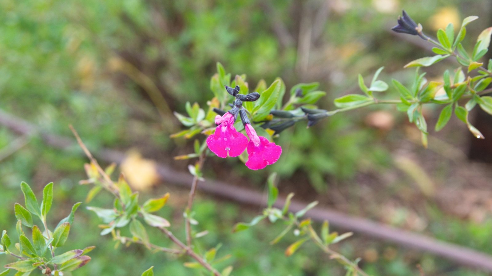 Salvia greggii presents slender, silvery-green leaves and prolific clusters of tubular flowers of pink color.