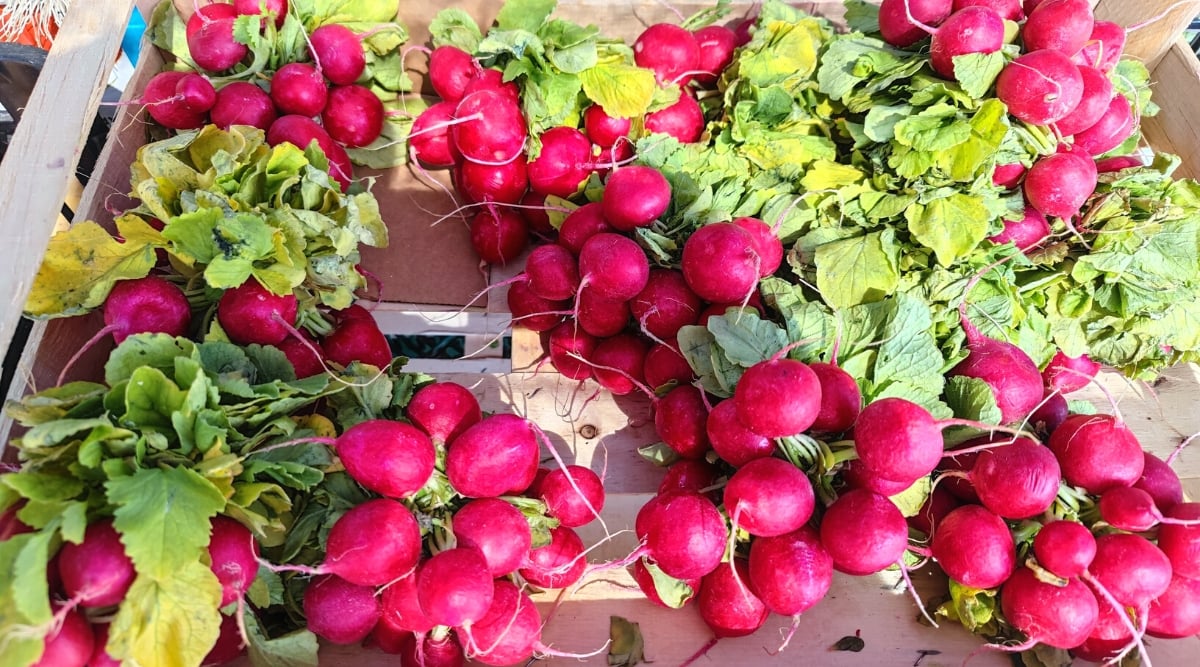 Close-up of bunches of Pink Beauty radishes in a wooden box outdoors. The roots of the radish are rounded, with a bright pink skin. The leaves are oval, greenish-yellow in color with slightly serrated edges.