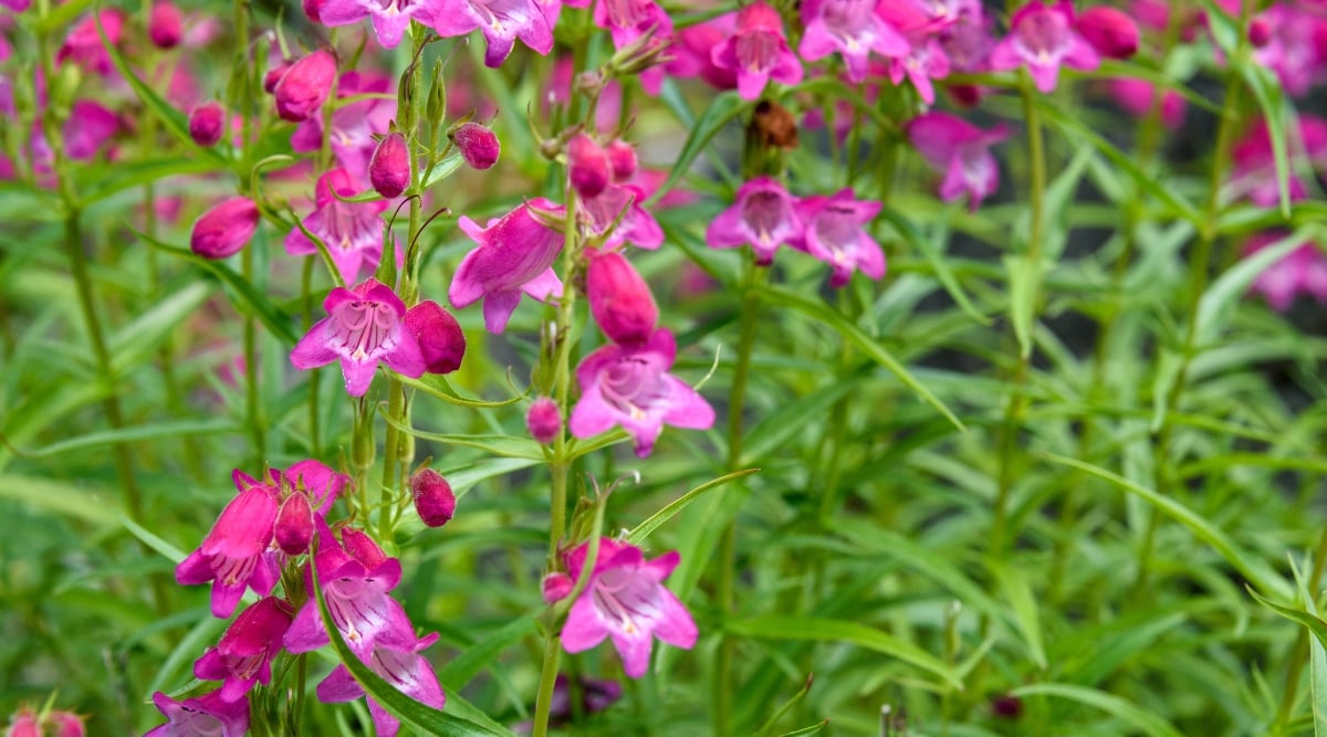 A close-up of Beardtongue flowers which are light shade of pink and have a distinctive trumpet shape. The leaves are narrow and have a deep green color with a slight silvery tint. The branches are thin and delicate, but sturdy enough to support the weight of the flowers.
