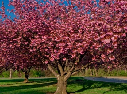 A group of vibrant pink cherry blossoms fills the frame, their delicate petals contrasting with the lush green grass below. The clear blue sky adds to the peaceful serenity of the scene.