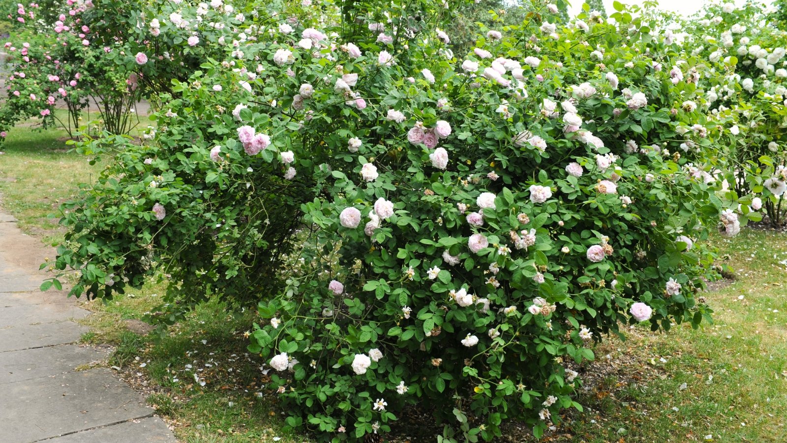 Close-up of a large lush rose bush in the garden, showing soft, creamy-pink blooms with numerous petals, set against glossy, deep green foliage and thorny stems.