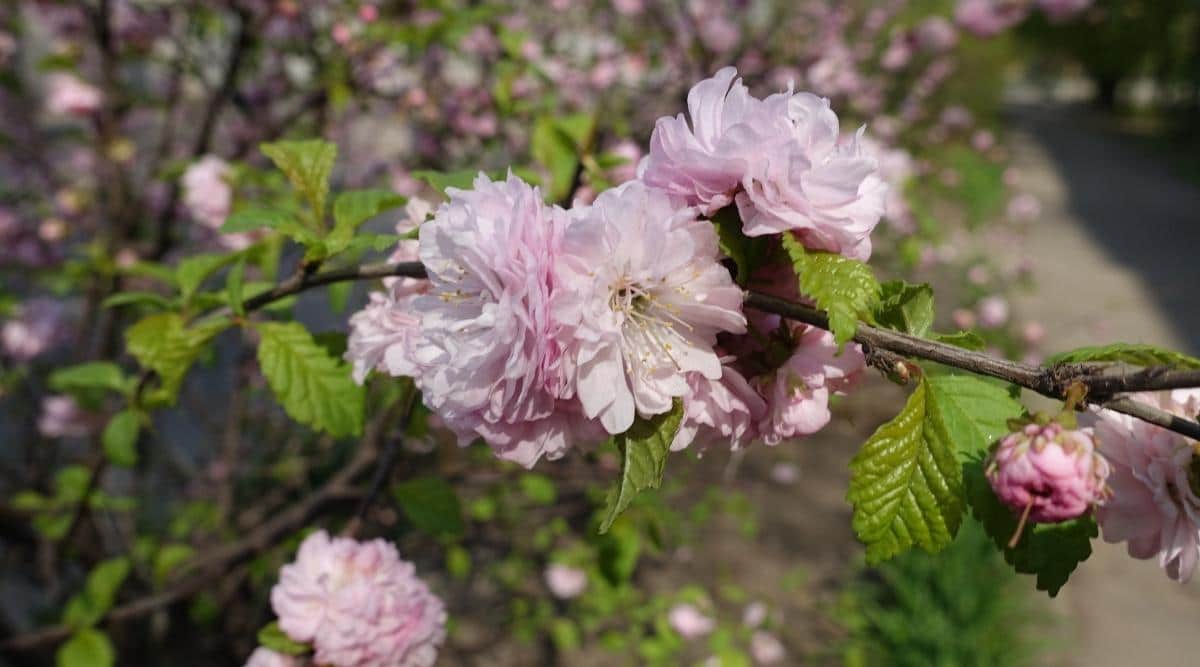 Pink Flowering Almond