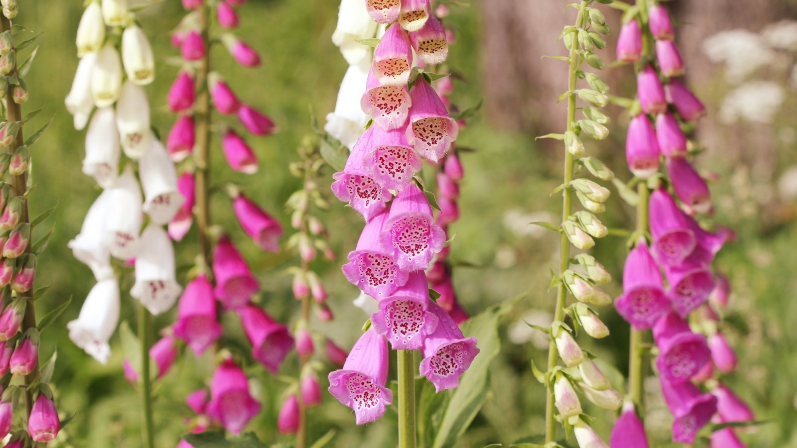 Cream and lavender foxglove flowers bloom in clusters, their delicate petals unfolding gracefully, while slender stalks sway gently in the breeze, supporting the vibrant blooms with unwavering elegance and poise.