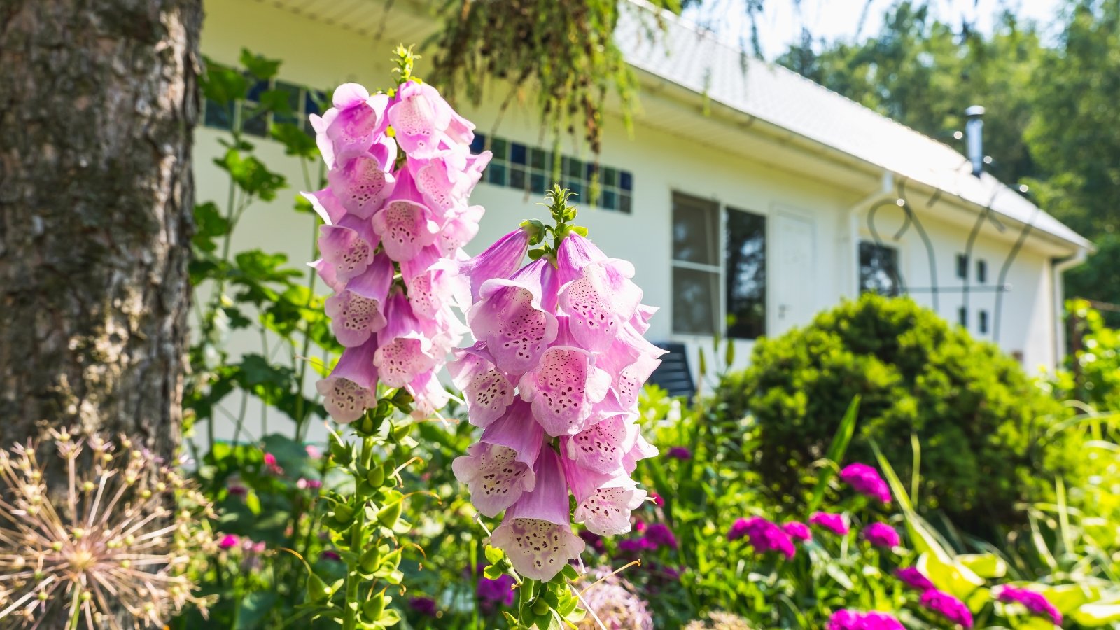 Pink foxgloves in a garden setting, displaying soft petals and intricate patterns, while lush greenery surrounds them, with a large white house peeking through the verdant foliage in the background.