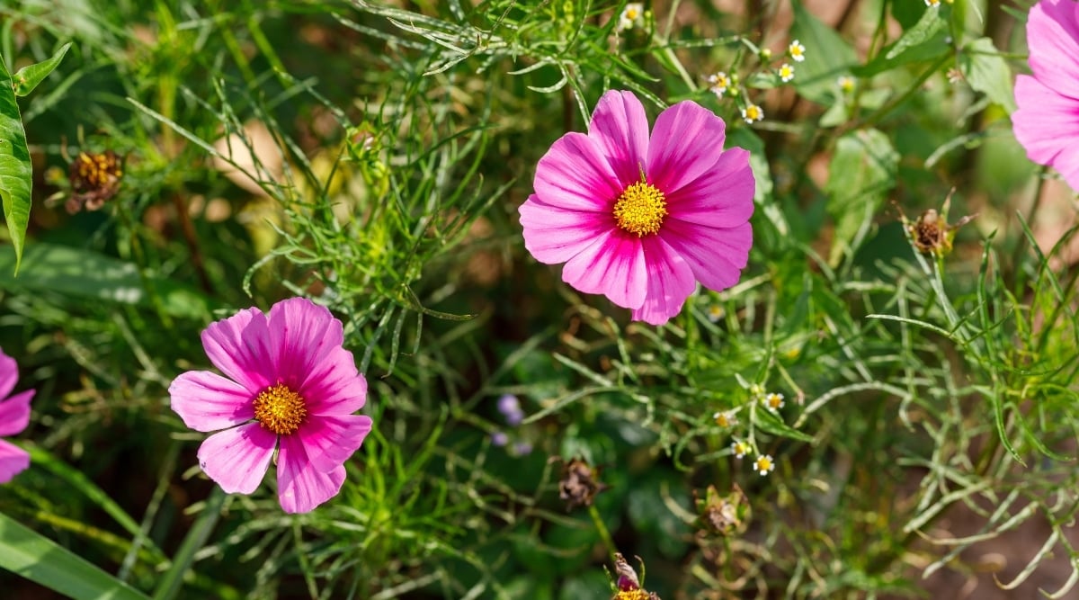 pink gloria flowers in shade