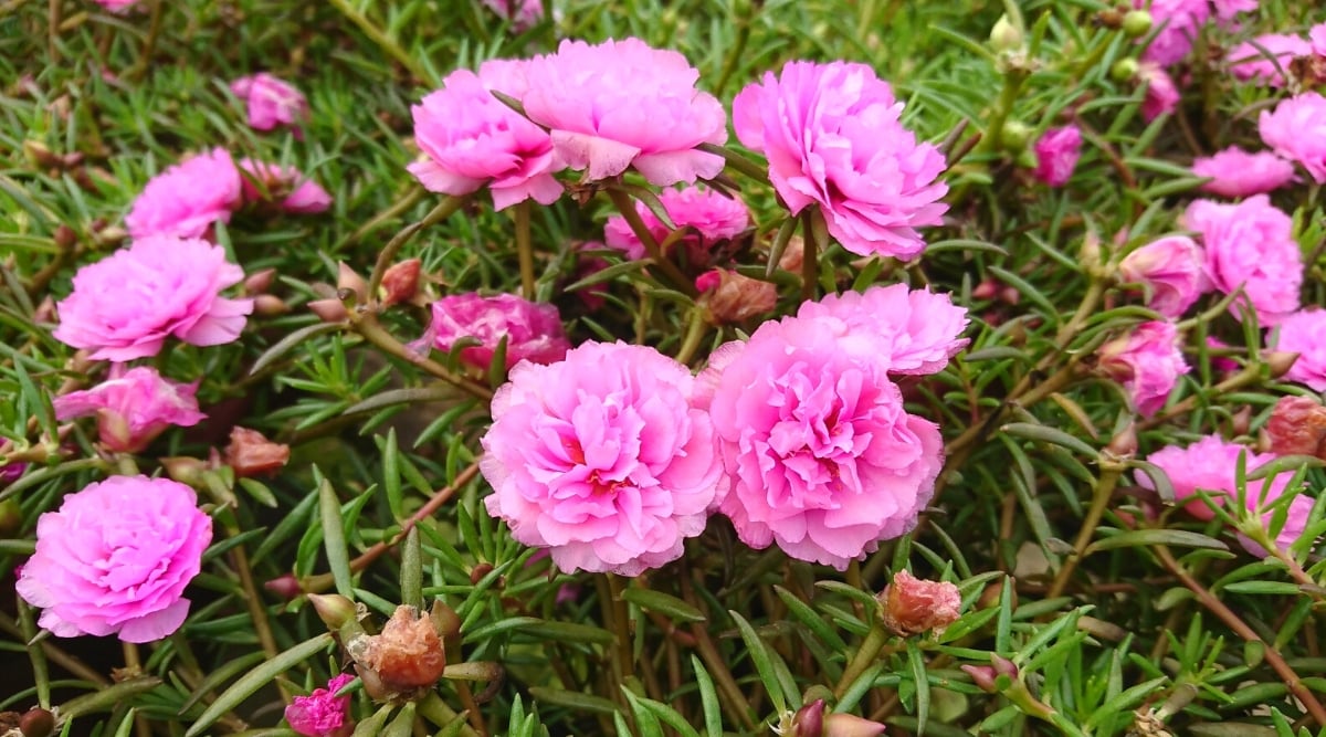 A vibrant bunch of pink portulacas in full bloom, showcasing their beauty in a garden setting. Nestled beneath the resplendent blooms, the portulaca's succulent-like leaves boast a glossy appearance and a unique structure.
