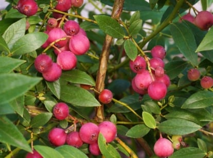 A close-up reveals 'Pink Lemonade' blueberries nestled amidst green leaves on a bush, the delicate pink hue of the berries contrasting beautifully with the foliage. The lush foliage and ripe pink blueberries evoke a sense of freshness and tranquility.