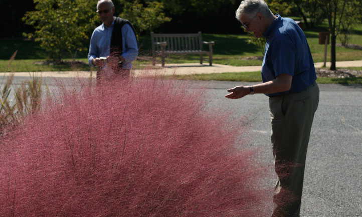 Pink muhly grass