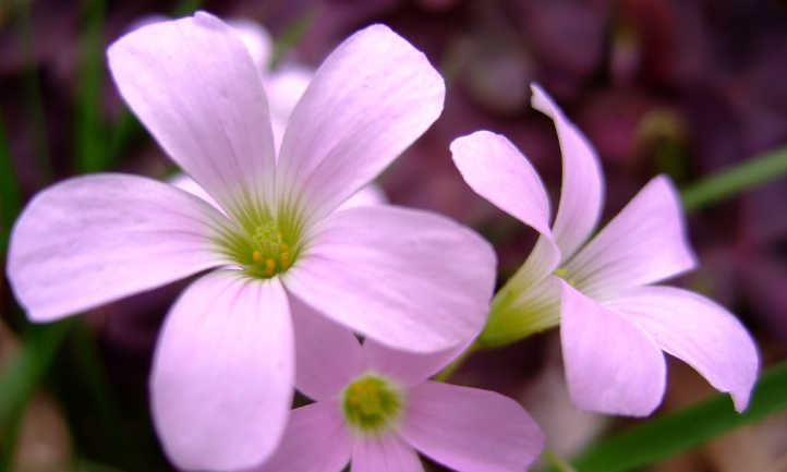 Pink oxalis flowers