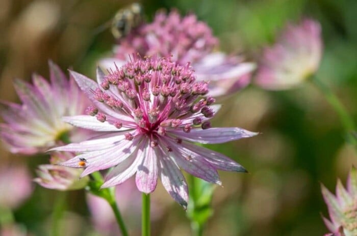 Pink Perennial Flower