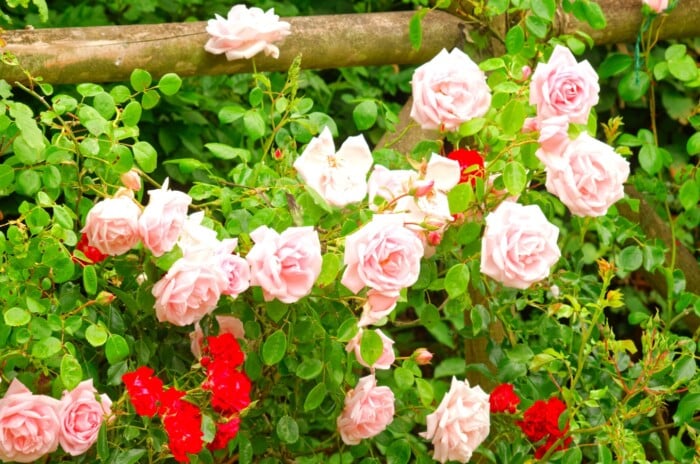 A cluster of 'New Dawn' roses captures the essence of a new day with their delicate pink hues, gracefully unfurling amidst verdant leaves. Adjacent, bold red roses stand in full splendor.