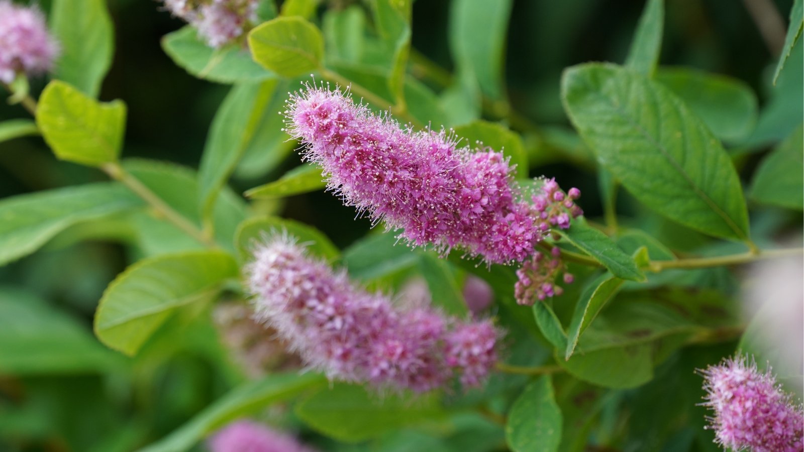 Slender clusters of purple flowers bloom gracefully atop the Douglas spirea shrub, accompanied by green leaves, creating a charming contrast in color and texture within the garden landscape.