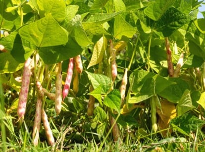 pinto bean plant growing in garden with large green leaves