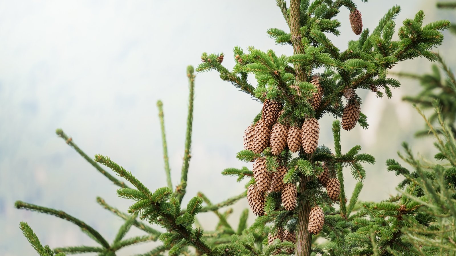 Verdant leaves of a Sugar pine tree rustling in the breeze, while a cluster of pine cones nestles amongst its branches, offering a glimpse of nature's autumnal splendor.