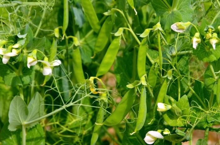 Close up of garden peas with vibrant green pods hanging from stems along with white flowers.