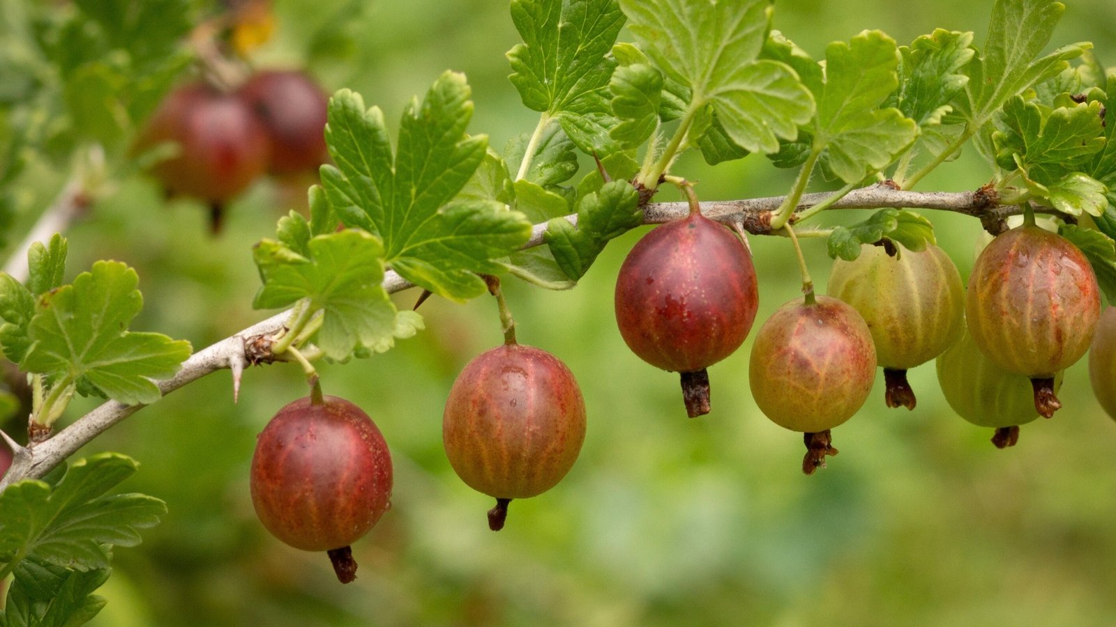 Close-up of Ribes uva-crispa 'Pixwell' with hanging clusters of small to medium-sized, pale green to pinkish berries on a branch adorned with lobed, green leaves.