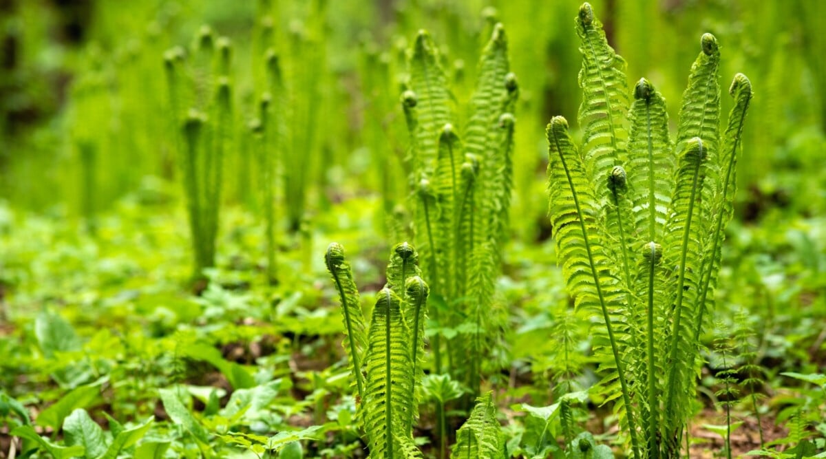 a stand of baby ferns grows bright green in a shady woodland