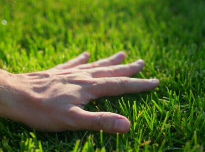 A hand presses down on freshly mown green grass on a plush eco-lawn.