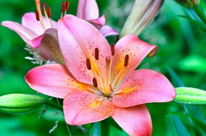 close up of a pink Asiatic lily bloom with a yellow center and prominent anthers.