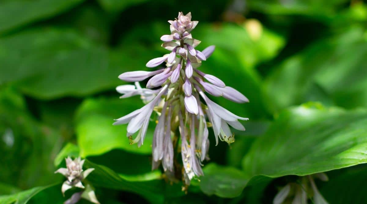 Plantain Lily