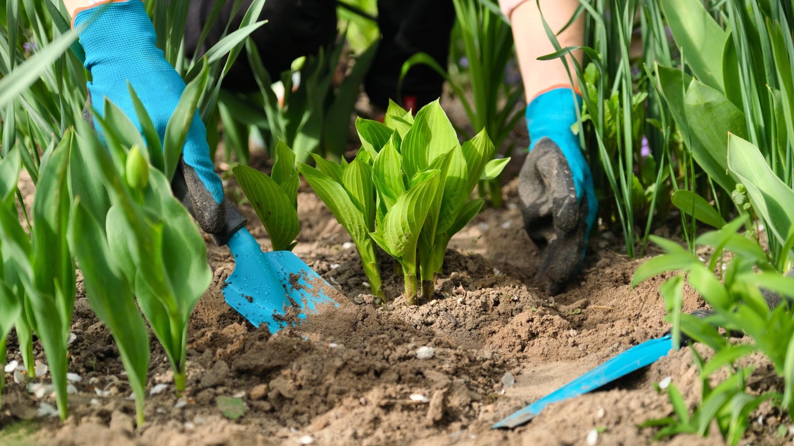 Close-up of a gardener in blue gloves with a blue spatula planting a hosta seedling in the garden among other plants.