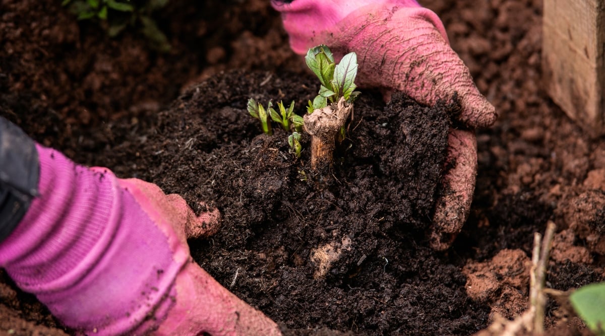 A close-up features a hand wearing pink gloves, tenderly planting a sprouting dahlia tuber with delicate roots into dark, nutrient-rich soil. The tuber rests snugly in its new home, ready to grow into a vibrant dahlia.
