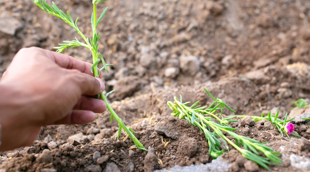 A person's hand gently planting a vibrant portulaca plant into the fertile soil, fostering new growth and life in the garden. Surrounding the newly planted portulaca, several other healthy potulaca plants rest on the ground.