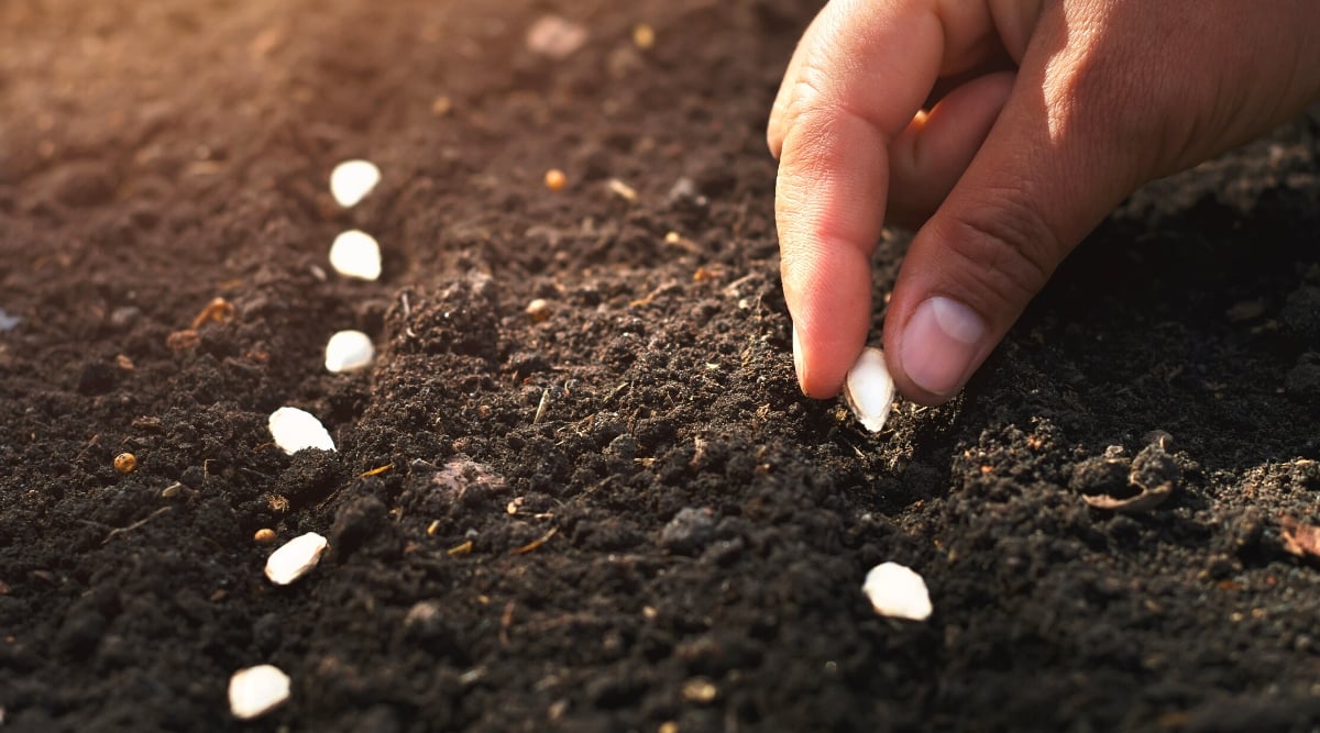 Close-up of a man's hand planting pumpkin seeds in a garden lit by warm sunbeams. Pumpkin seeds are flat, tear-shaped, white.