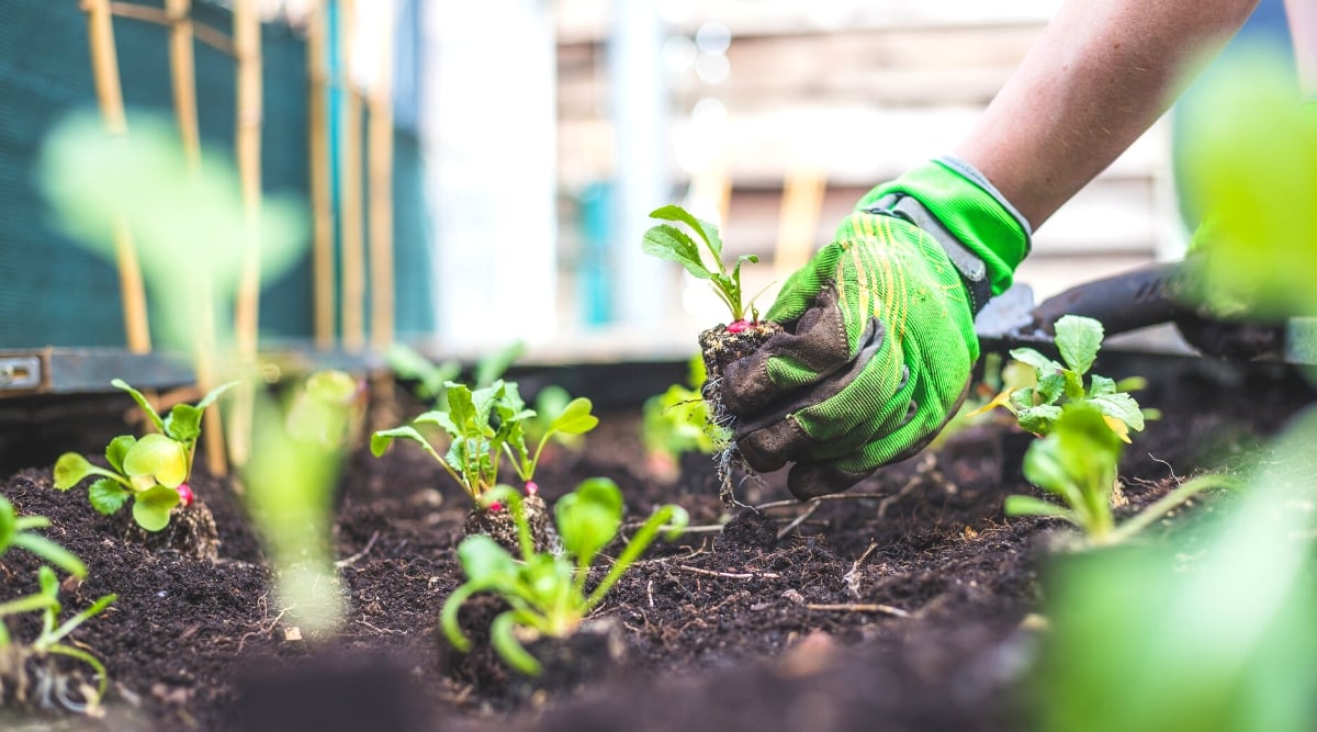 Close-up of a woman's hands planting young radish seedlings on a raised bed in a sunny garden. Gardener in big green gardening gloves. Radish seedlings have small rosettes of oval oblong green leaves with a rough texture and a small, rounded, pink-red root.