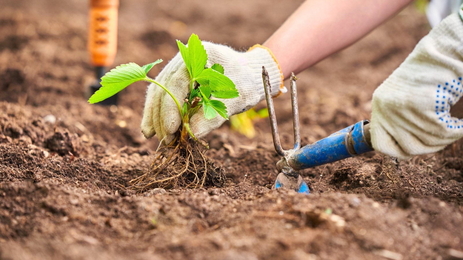 Planting strawberries in the garden. Close-up of a gardener's hand in white gloves planting a young strawberry seedling with bare roots in the soil. In his other hand, the gardener holds a double-sided hoe. A young strawberry seedling consists of thin hairy stems with vibrant green, serrated leaves arranged in clusters bearing three leaflets.