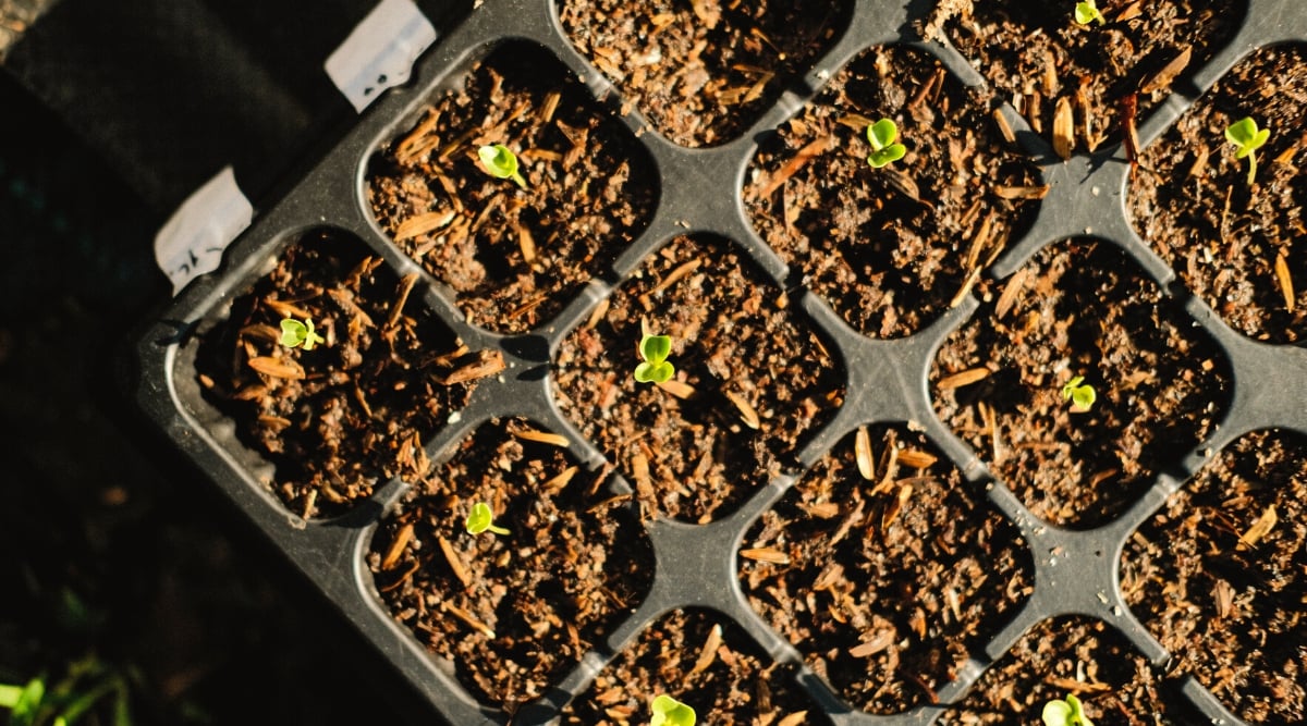 Top view of a seed starter tray with small sprouts. The starter tray is a black plastic container with recessed cells filled with soil. The small sprouts have a pair of tiny, rounded leaves that are bright green.
