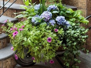 shade garden containers