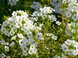Lobularia maritima has small, gray-green, narrow leaves and produces dense clusters of tiny, fragrant flowers in white that form a carpet-like mat.