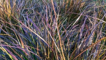 A close-up showcases the slender, arching leaves of Purple Fountain Grass, vibrant in their reddish brown hue, offering a captivating texture against the backdrop.