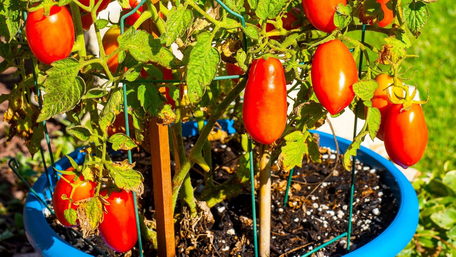 A blue pot holds a thriving 'Supremo Roma' tomato vine with green leaves and elongated red fruits, all basking in the warm sunlight.
