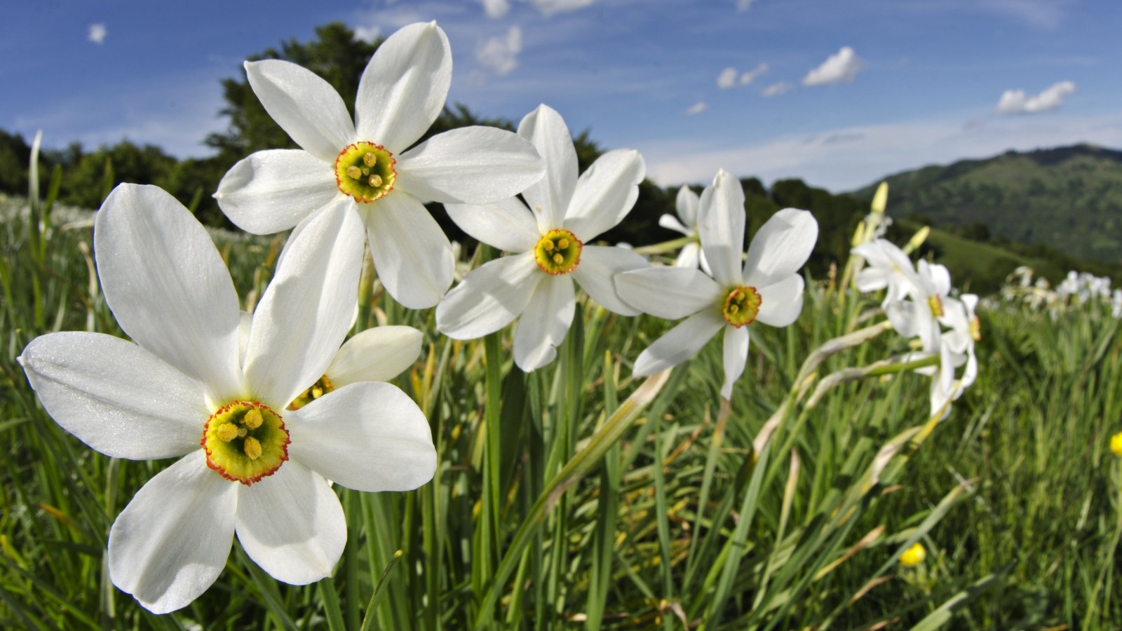 A close-up of the vibrant flowers of Poet’s Daffodil showcasing a captivating blend of golden yellow and creamy white, with intricate details adorning their petals. Surrounding the flowers, lush green leaves provide a verdant backdrop, enhancing their beauty. In the distance, a serene landscape unfolds, with rolling mountains under a clear blue sky.