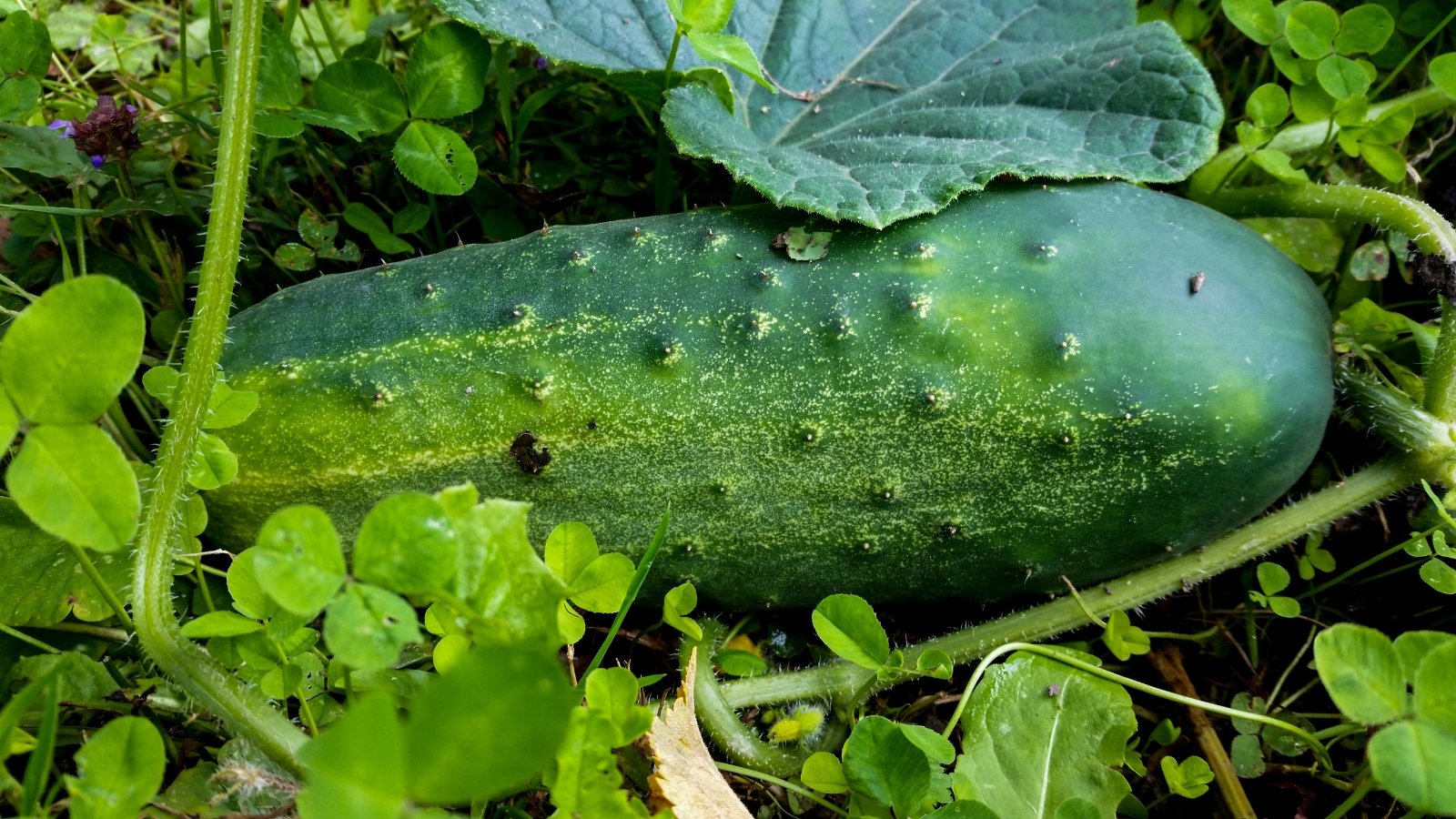 Close-up of a 'Poinsett 76' cucumber plant featuring ripe fruits with a cylindrical shape, smooth light green skin, and tender, juicy flesh.