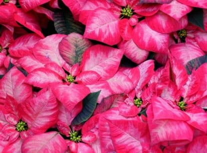 'Christmas Beauty Princess' poinsettia bracts dazzle with raspberry edges and pale pink variegation.