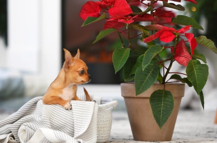 Close-up of a small Chihuahua puppy near a potted Poinsettia plant against a blurred background of a light room. The puppy sits in a small white bed with a white blanket. The Poinsettia plant produces deep green, oblong, lance-shaped leaves with pointed tips. The most distinctive feature is the vibrant bracts, which are modified leaves that come in red color.