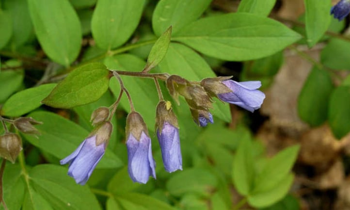 Polemonium reptans, or "false Jacob's ladder"