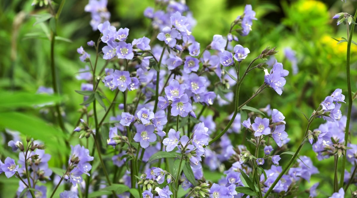 Close-up of a flowering plant Polemonium reptans in a garden, against a blurred green background. Polemonium reptans, commonly known as Jacob's ladder, is a herbaceous perennial plant native to eastern North America. The plant forms a dense clump of compound leaves that emerge from the base of the plant. The leaves consist of several leaflets arranged in a feathery pattern. Leaflets are lanceolate, bright green. Polemonium reptans produces inflorescences of small bell-shaped flowers. The flowers are pale purple.