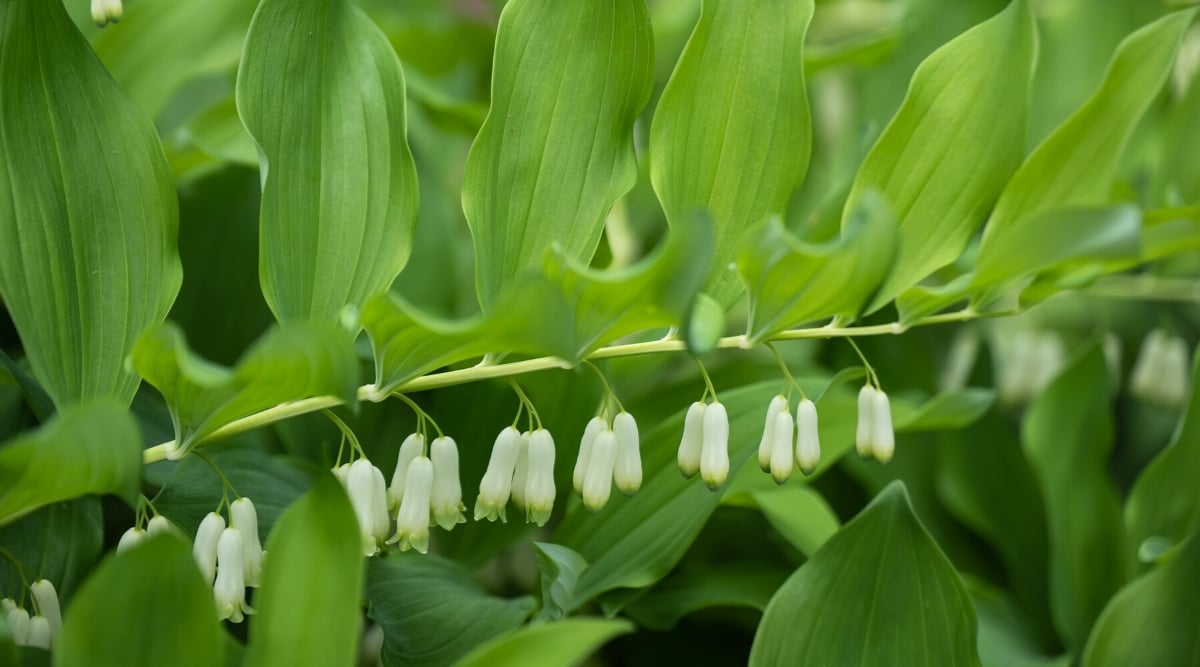 Close-up of a flowering plant Polygonatum biflorum, commonly known as Solomon's seal, is a perennial plant native to North America. The plant has curved stems with alternate elliptical leaves. The leaves are medium to dark green and have a smooth texture. Polygonatum biflorum produces small, bell-shaped flowers that hang gracefully from the underside of the stems. The flowers are white.